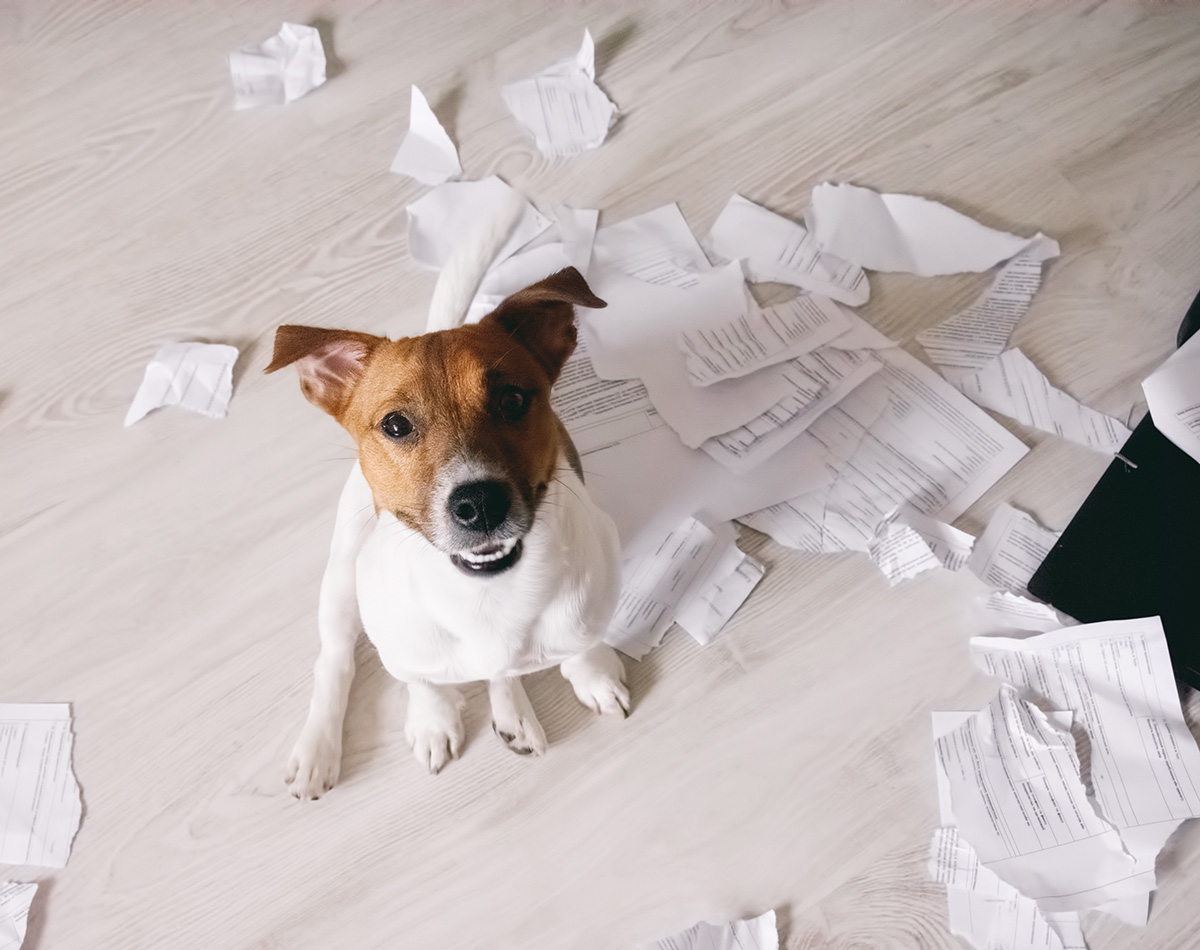 Dog surrounded by torn up paper
